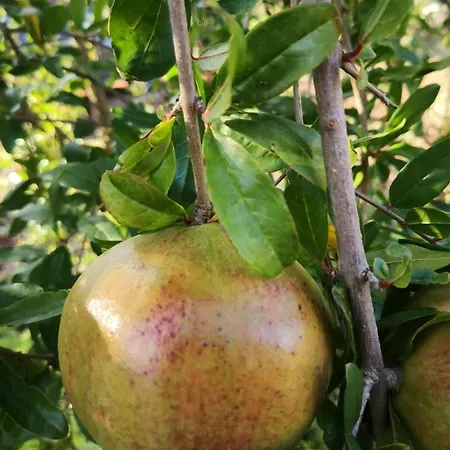 Le Dimore Di Mama * Ceglie Messapica